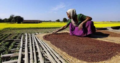 Allowing GM crops: Threat to environment and human life in India