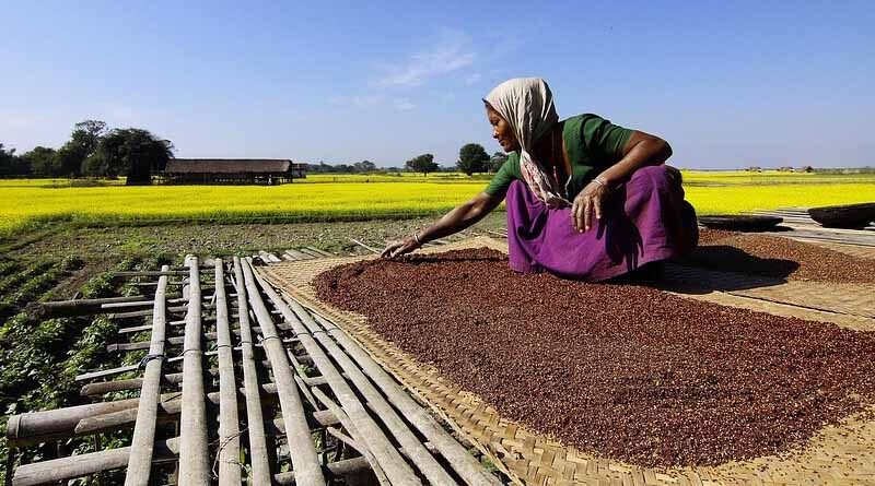 Allowing GM crops: Threat to environment and human life in India