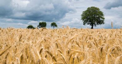 Innovative digital seed portal of ICAR-IIWBR