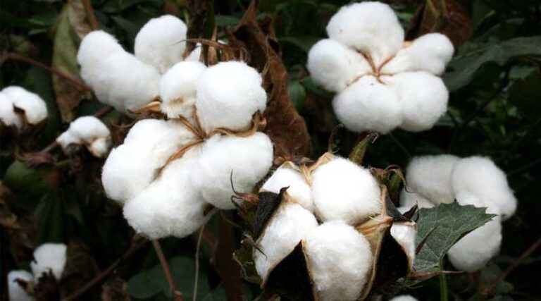 Punjab forms committee to resolve issues raised by Punjab Cotton Growers and Ginner's Association