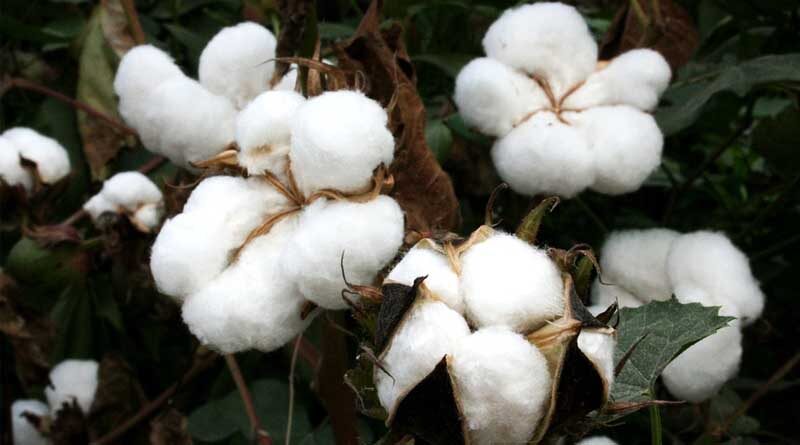 Punjab forms committee to resolve issues raised by Punjab Cotton Growers and Ginner's Association