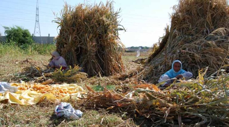 Women farmers in Pakistan aren’t realising their potential - here’s why