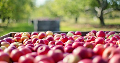 Apple farmers of Himachal demand an import tariff of 100%