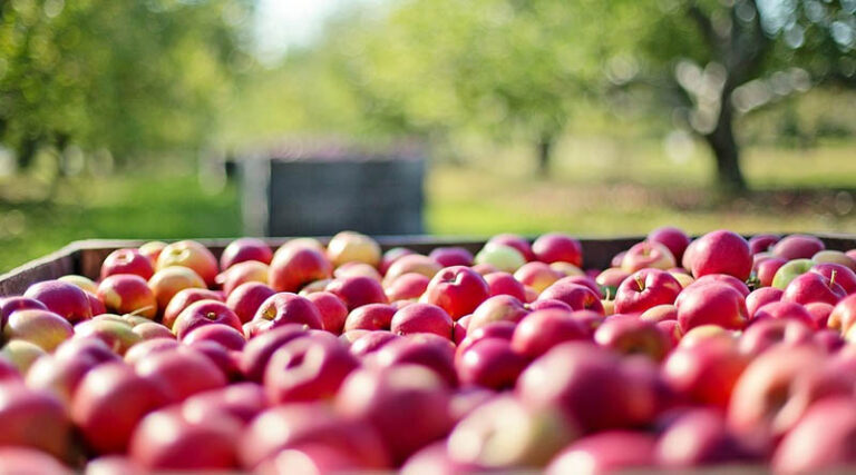 Apple farmers of Himachal demand an import tariff of 100%