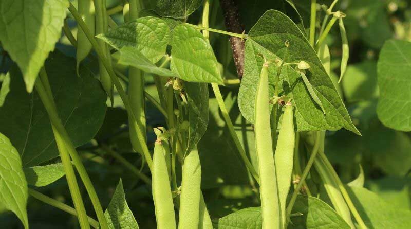 East Africa’s bean industry adapts to climate change