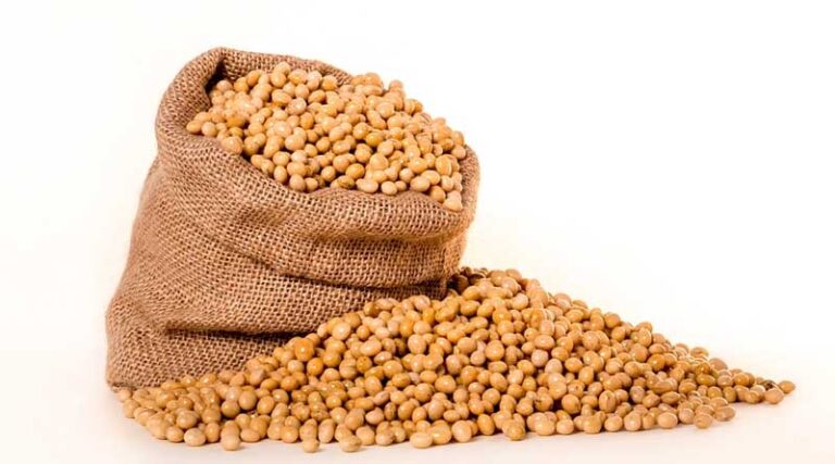 Soybean growth hits record high