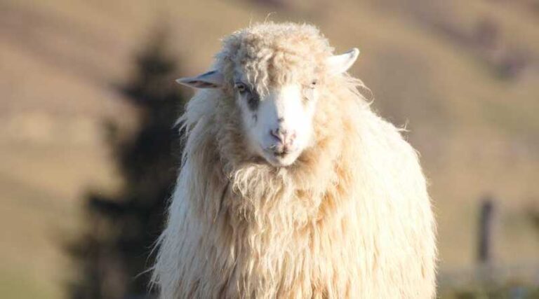 Ukraine: EU-FAO partnership to ensure recovery and development of agricultural value chains