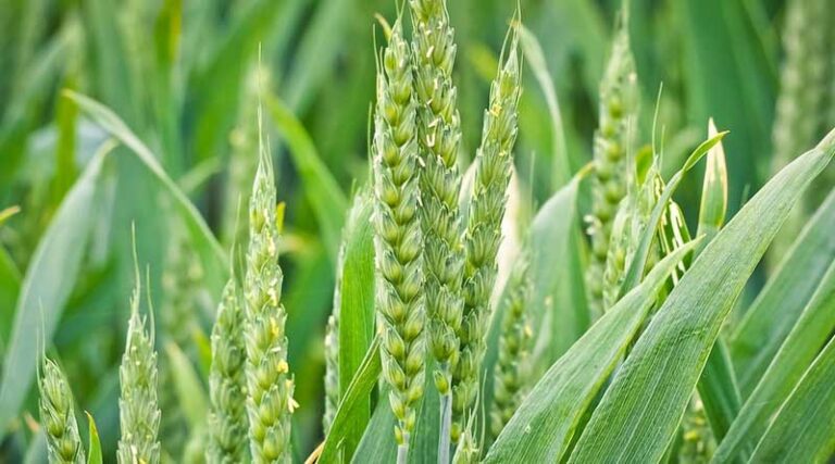 Outbreak of Tobacco Caterpillar on Wheat in Madhya Pradesh