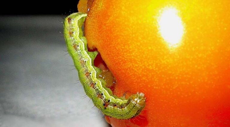 Study analyses gender differences in uptake of biological control agent to tackle tomato pest in Pakistan