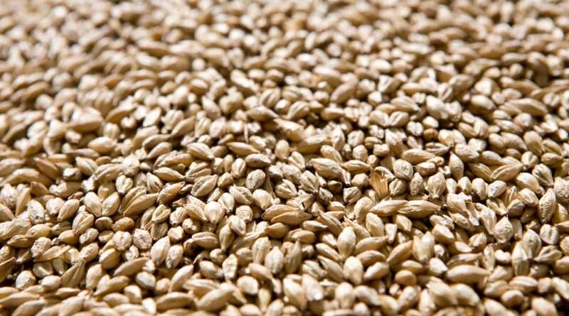 New Spring Malting Barley From Syngenta Brings A Step Change In Yield And Quality