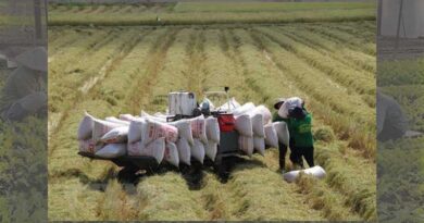 Positive signals for rice exports in 2023