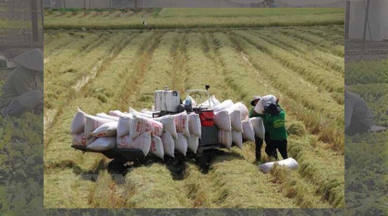 Positive signals for rice exports in 2023