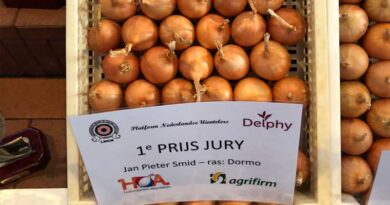 The Best Storage Onion of 2023: Dormo!