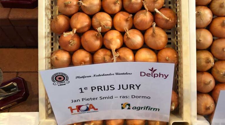 The Best Storage Onion of 2023: Dormo!