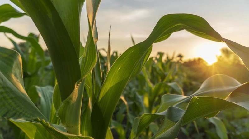 ADAMA Provides Net Income Estimate for Full Year 2022