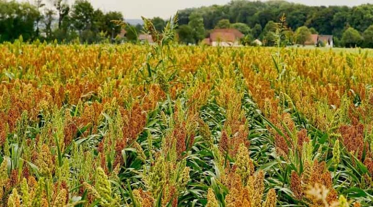 Weed control and inter-cultivation for Sorghum in Kharif