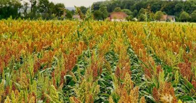 Major diseases in Sorghum