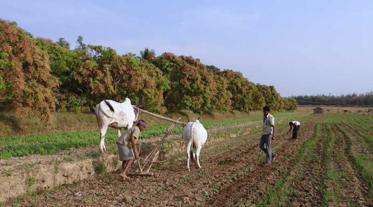 How can we improve farmers income in India?