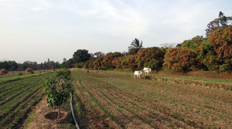 Will Agriculture of India ever rule the world