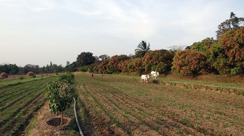 Will Agriculture of India ever rule the world