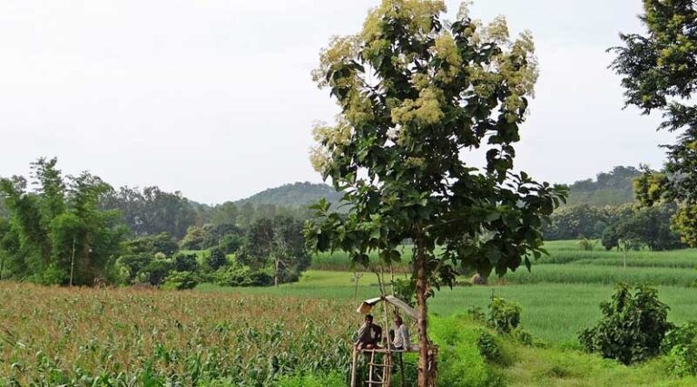 Agriculture in India: Expectations vs reality