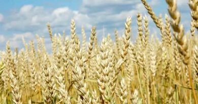 Rural China to see robust consumption: agriculture minister