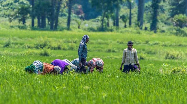 11 member agricultural experts committee formed by Mann government to prepare a new agricultural policy Kuldeep Singh Dhaliwal