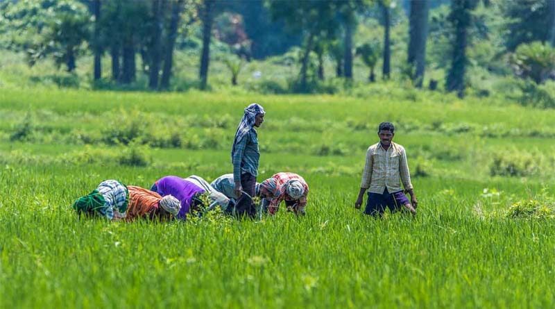 11 member agricultural experts committee formed by Mann government to prepare a new agricultural policy Kuldeep Singh Dhaliwal