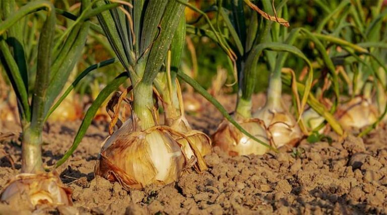 Onion Variety