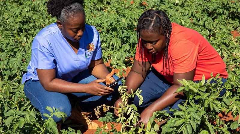 Free crop pest diagnosis and management courses now available in 29 countries