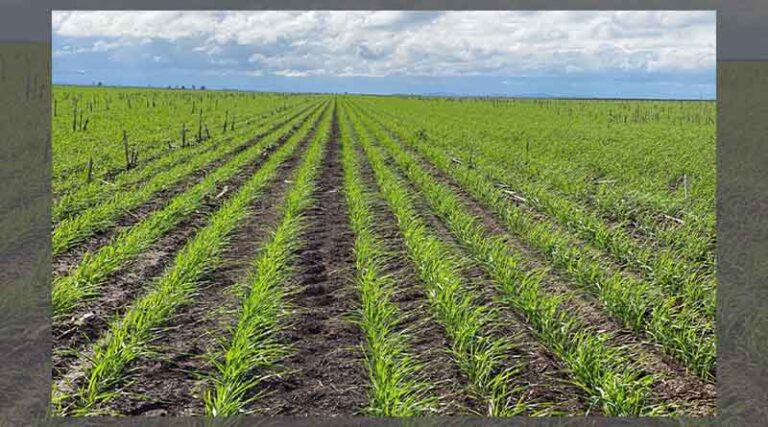 Valor® EZE adds convenience when tackling problem winter weeds