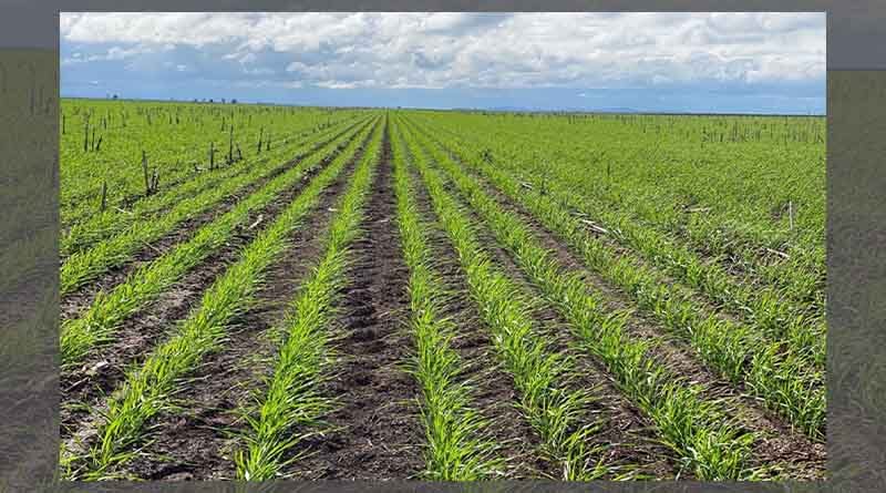 Valor® EZE adds convenience when tackling problem winter weeds