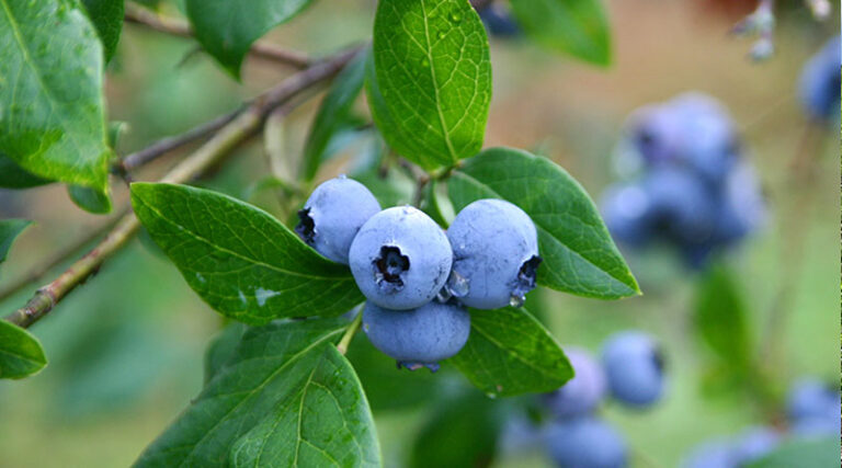 Short withholding a winner in berry crops