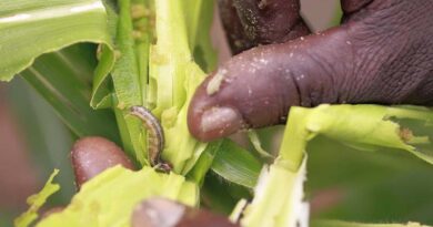 Almost all of Africa’s maize crops is at risk from devastating fall armyworm pest, study reveals