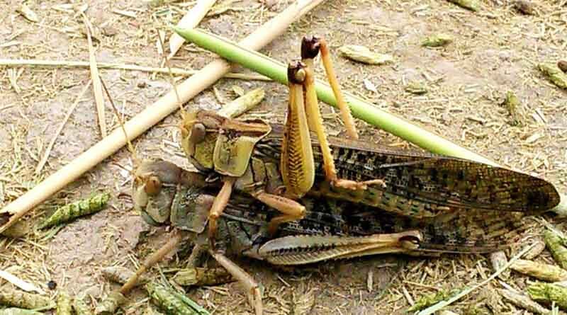 Study reveals optimum time to apply eco-friendly biopesticides to tackle Oriental migratory locust pest