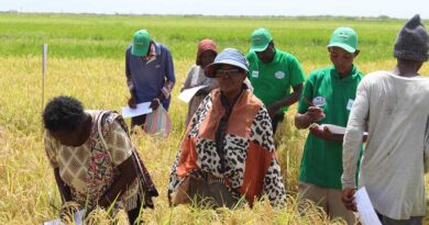 Salinity-tolerant rice variety set to boost rice yield in stress-prone areas in Kenya