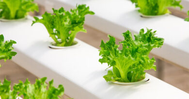 Do plants absorb plastic when grown in hydropinics