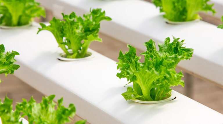 Do plants absorb plastic when grown in hydropinics