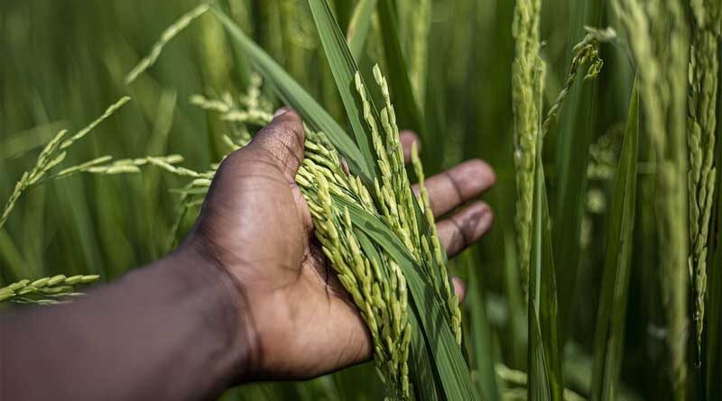 The potential benefits of irrigation in Africa