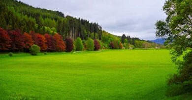 Global organic farmland and market continued to grow in 2021