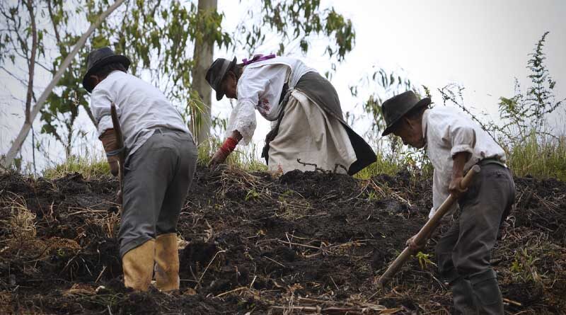 Globally Important Agricultural Heritage Systems: Two new sites recognized in Ecuador’s Andes and Amazon regions
