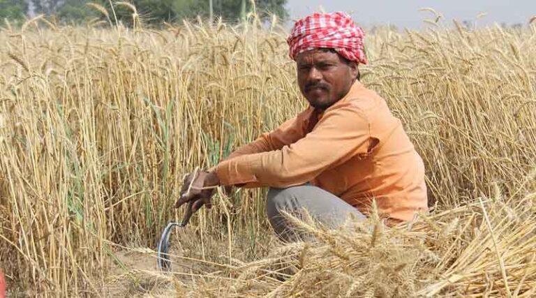 Foodgrain production of 3235 lakh tonnes estimated as per second advance estimates of 2022-23
