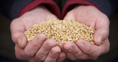 Importance of variety choice in maximising returns from your feed spring barley crop