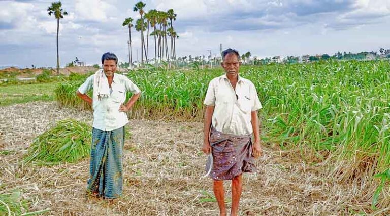Subsidy of 31 thousand for organic inputs for farmers