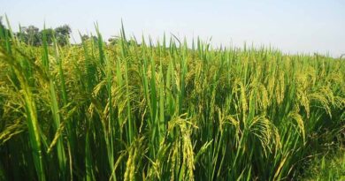 Problem of dwarfism (Fiji virus) in paddy, IARI releases advisory