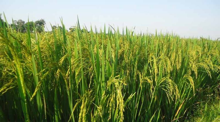Problem of dwarfism (Fiji virus) in paddy, IARI releases advisory