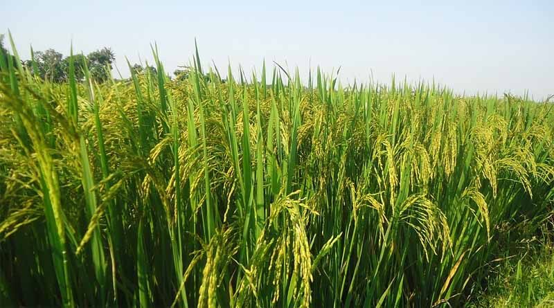 Problem of dwarfism (Fiji virus) in paddy, IARI releases advisory