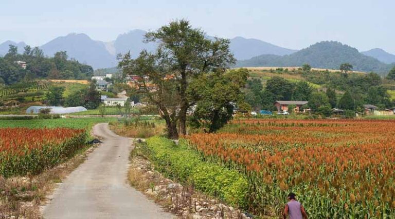 Agricultural innovation: New sorghum hybrid with a 25% increase in yield released in Zimbabwe