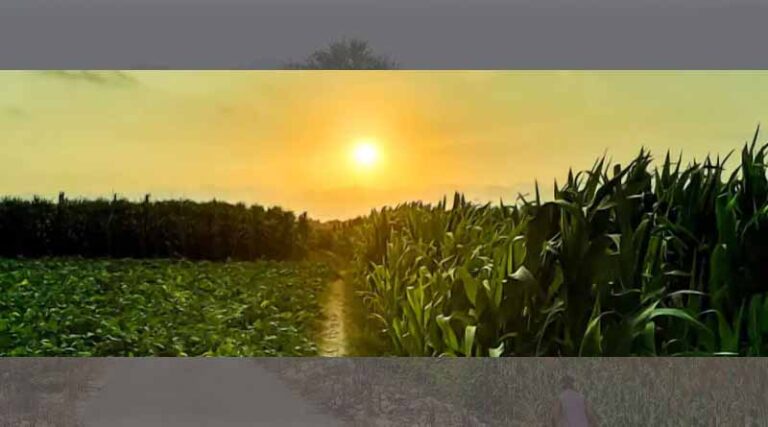 How accurate are your yield forecasts?