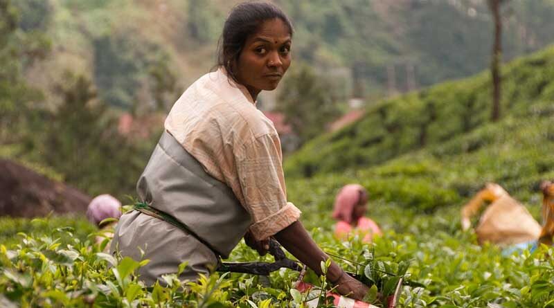Union Budget 2023: An Overview of the Focus on Agriculture